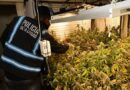 Allanaron una casa en Parque Chacabuco y hallaron tres armas y 52 plantas de marihuana