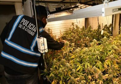 Allanaron una casa en Parque Chacabuco y hallaron tres armas y 52 plantas de marihuana