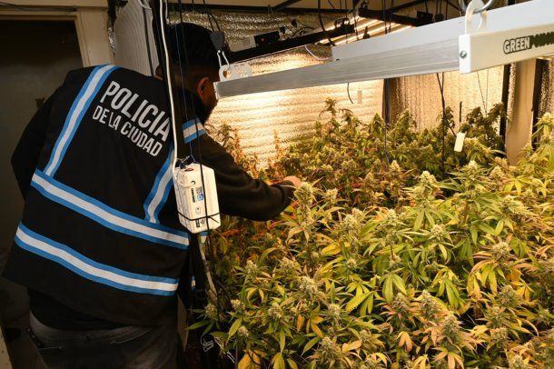 Allanaron una casa en Parque Chacabuco y hallaron tres armas y 52 plantas de marihuana